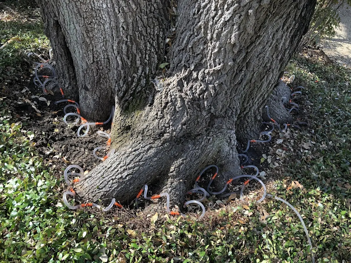 Detailed Tree Cabling and Bracing job site in Anton