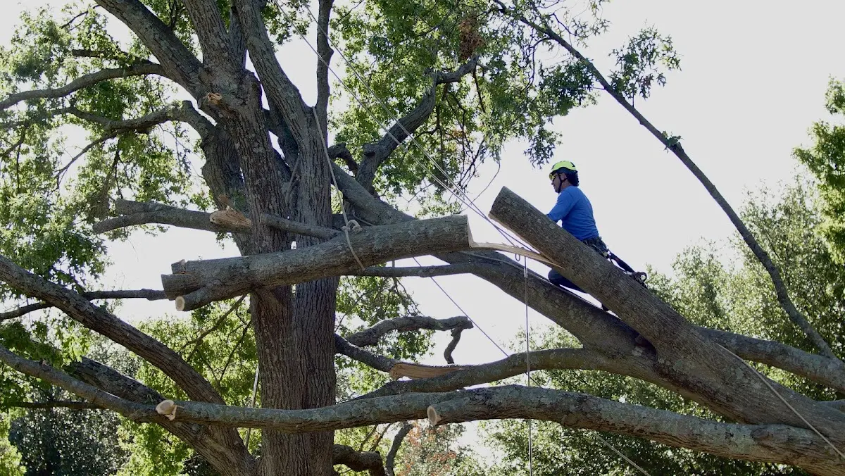 Professional Crown Thinning performed by certified arborists in Anton